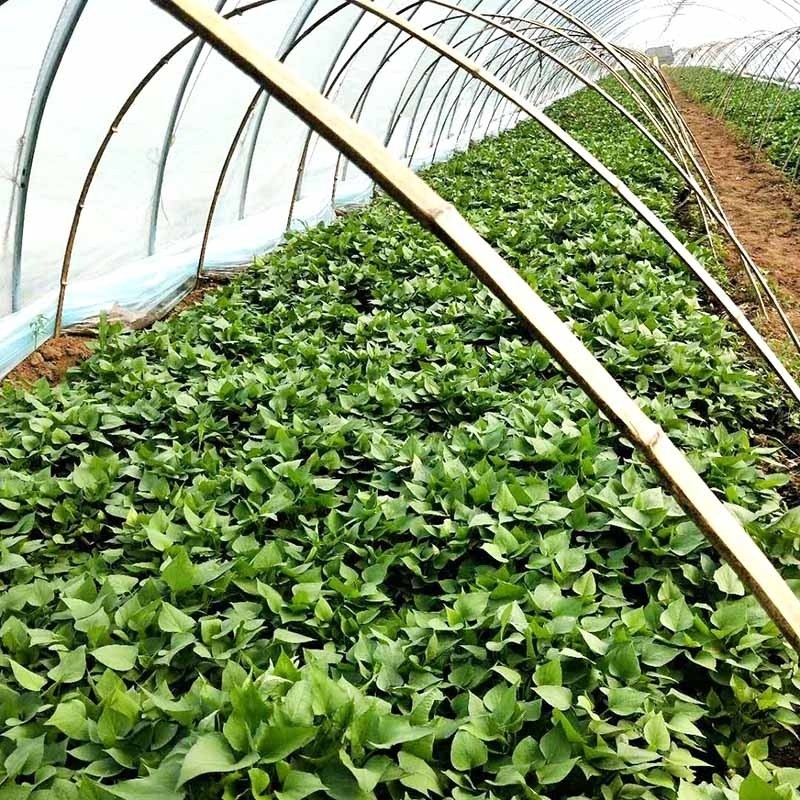 地瓜苗育苗的時間跟地點您了解嗎?